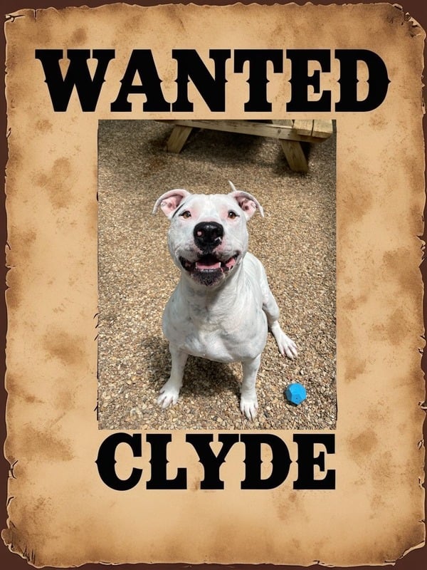 Clyde