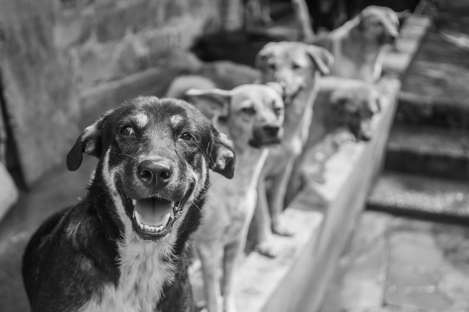 Dogs in Pejaten Animal Shelter, Jakarta